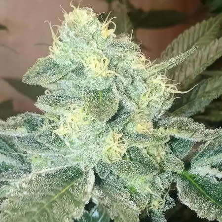 Art genetix TRUFFLE X ACDS limited édit