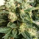 Test FBA 2510 X ZoobZoob_farmZ