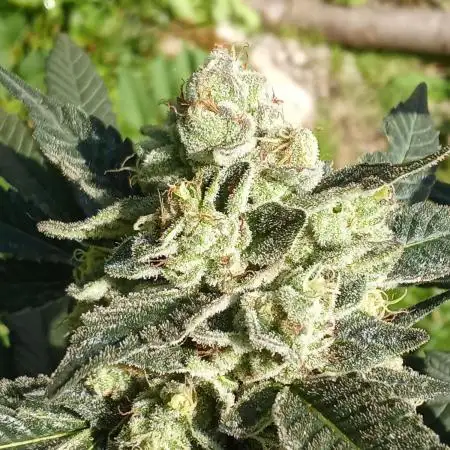 Art genetix TRUFFLE X ACDS limited édit