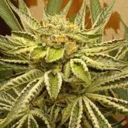 Sacred Terps _Chimera#3 X Bio Tabs