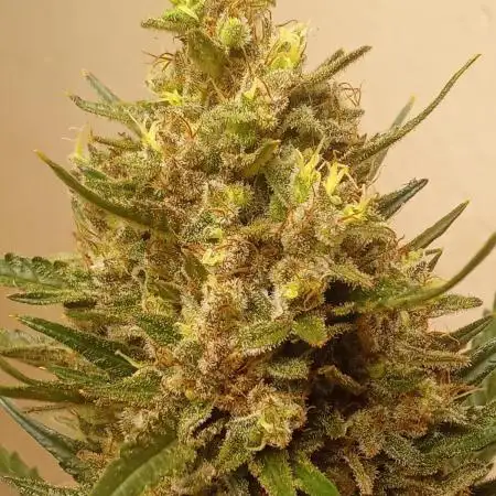 Geneseeds_nemeseeds black hell fem