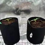 Gorilla Melon