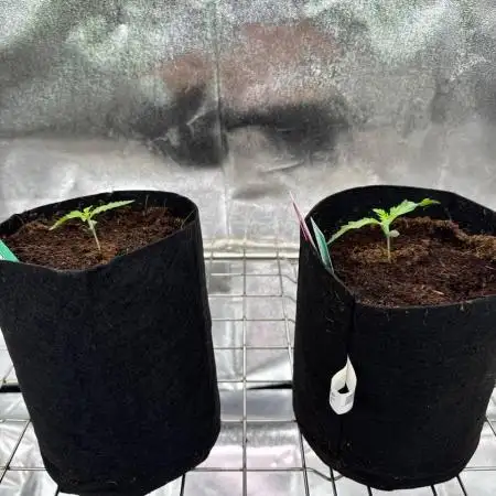 Gorilla Melon