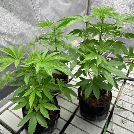 Gorilla Glue 4