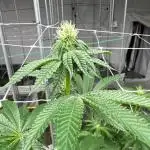 Thin Mint Sherbet