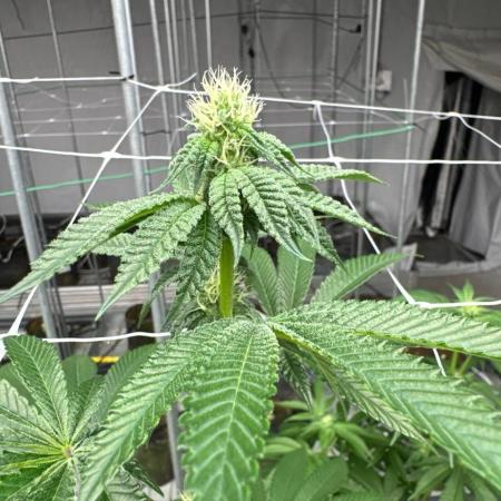 Thin Mint Sherbet