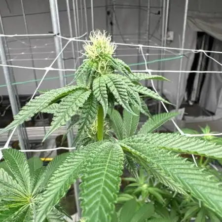 Thin Mint Sherbet