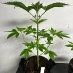 Gorilla Glue 4