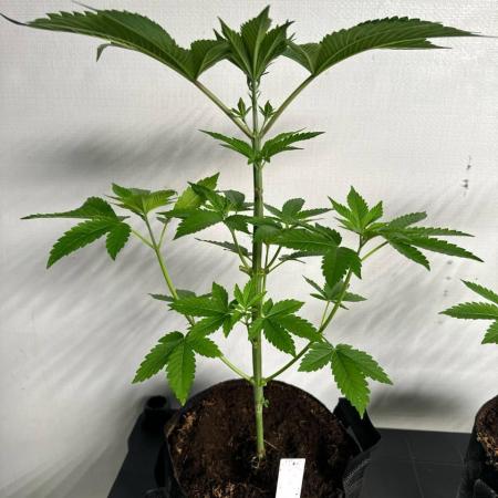 Gorilla Glue 4