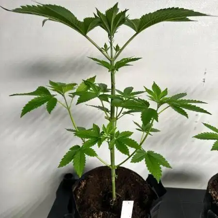 Gorilla Glue 4