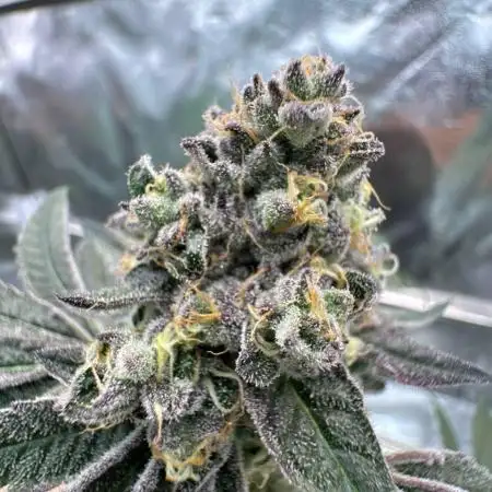Biscotti Gelato