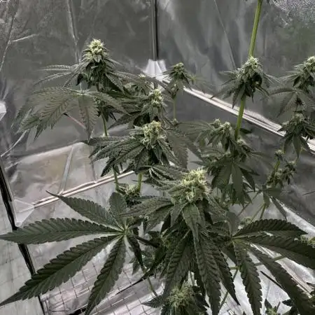 Thin Mint Sherbet