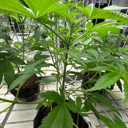 Gorilla Glue 4