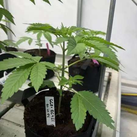 Gorilla Glue 4