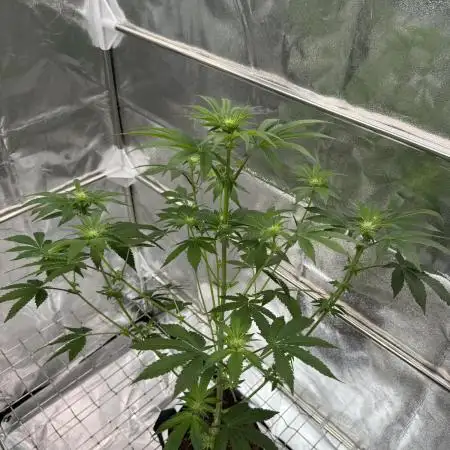 Gorilla Glue 4