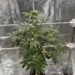 GG4 Fast Buds