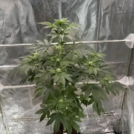 GG4 Fast Buds
