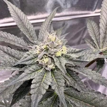 Biscotti Gelato