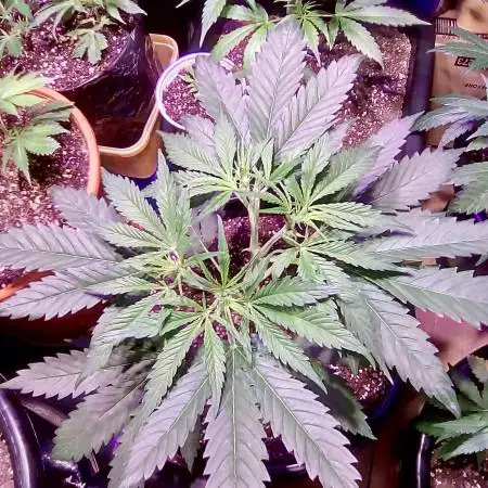 Kiweed Candy Kush #2