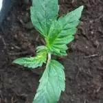 Fastbuds Auto Gorilla Cookies