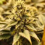 Calypso Sunrock, Elementz ➡️Anesia seeds