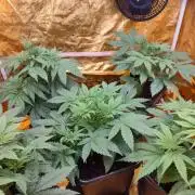 Frozen Black Cherry (Anesia Seeds)