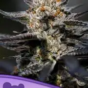 Calypso Sunrock, Elementz ➡️Anesia seeds