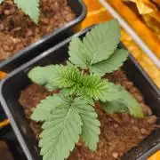 Calypso Sunrock, Elementz ➡️Anesia seeds