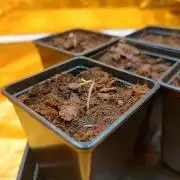 Frozen Black Cherry (Anesia Seeds)