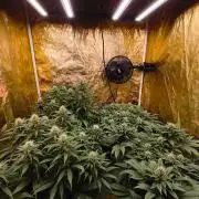 Calypso Sunrock, Elementz ➡️Anesia seeds