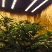 Calypso Sunrock, Elementz ➡️Anesia seeds