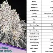 Frozen Black Cherry (Anesia Seeds)