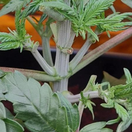 Frozen Black Cherry (Anesia Seeds)