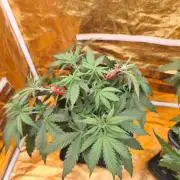 Calypso Sunrock, Elementz ➡️Anesia seeds