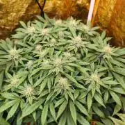 Calypso Sunrock, Elementz ➡️Anesia seeds
