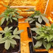Calypso Sunrock, Elementz ➡️Anesia seeds