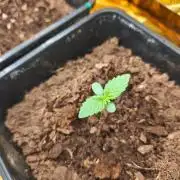 Calypso Sunrock, Elementz ➡️Anesia seeds