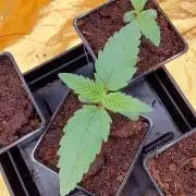 Frozen Black Cherry (Anesia Seeds)