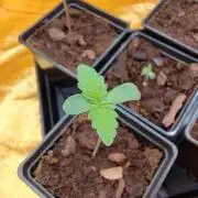 Frozen Black Cherry (Anesia Seeds)