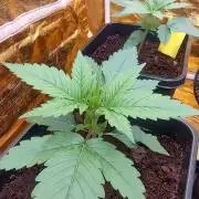 Frozen Black Cherry (Anesia Seeds)