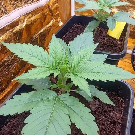 Frozen Black Cherry (Anesia Seeds)