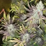 Frozen Black Cherry (Anesia Seeds)