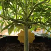 Frozen Black Cherry (Anesia Seeds)