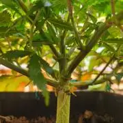 Calypso Sunrock, Elementz ➡️Anesia seeds