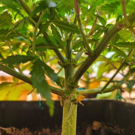 Calypso Sunrock, Elementz ➡️Anesia seeds