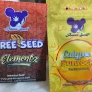 Calypso Sunrock, Elementz ➡️Anesia seeds