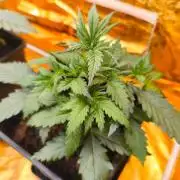 Calypso Sunrock, Elementz ➡️Anesia seeds