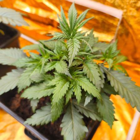 Calypso Sunrock, Elementz ➡️Anesia seeds