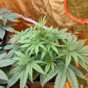 Frozen Black Cherry (Anesia Seeds)