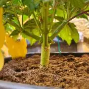 Calypso Sunrock, Elementz ➡️Anesia seeds